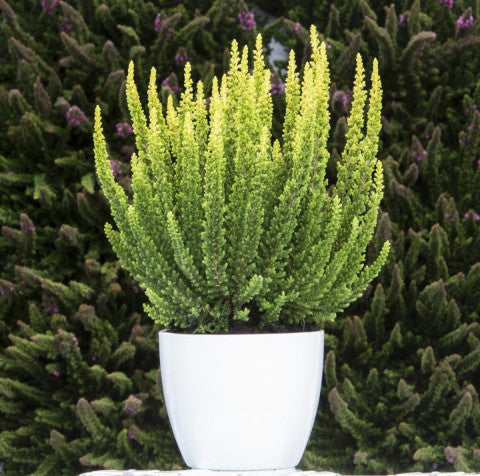 Calluna vulgaris 'Skyline Barcelona'