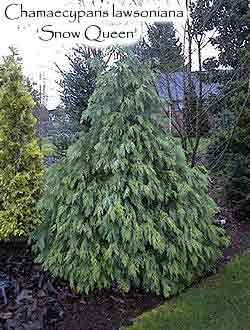 Chamaecyparis lawsoniana 'Snow Queen'