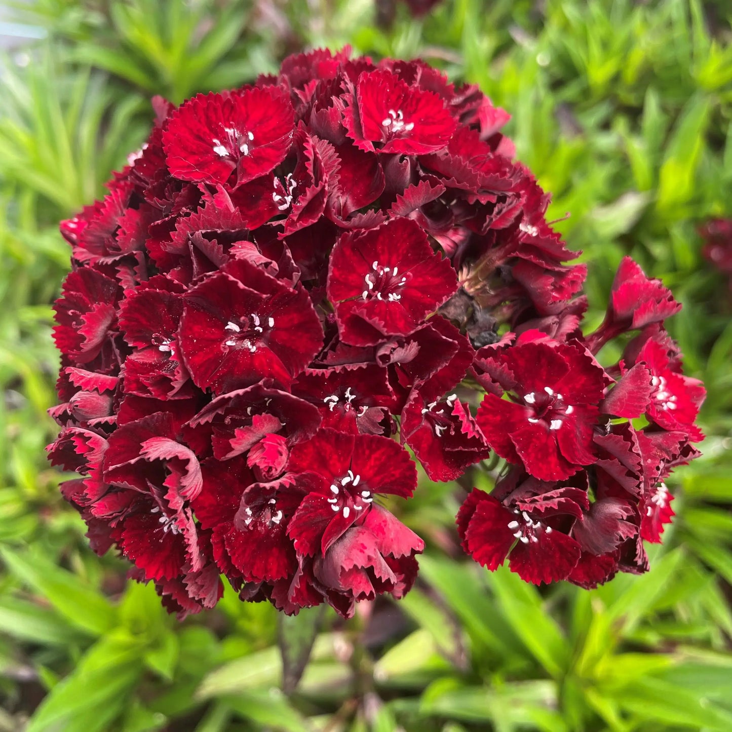 Dianthus barbatus nigrescens 'Sooty'