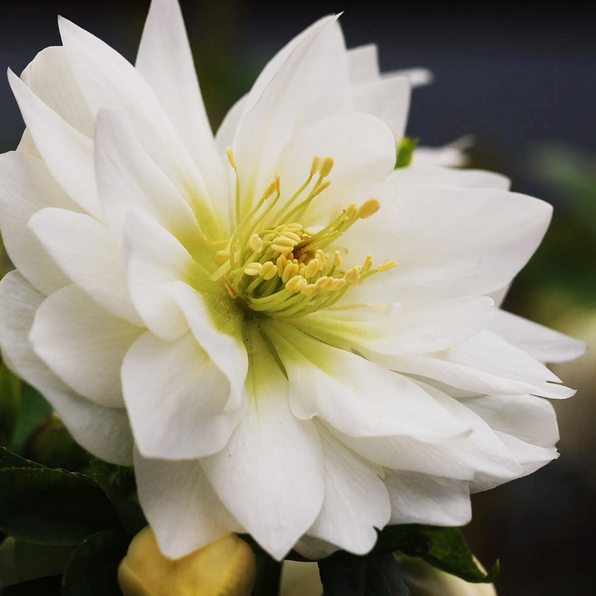 Helleborus 'Sparkling Diamond'