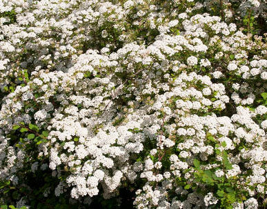 Spiraea prunifolia 'Bridal Wreath'