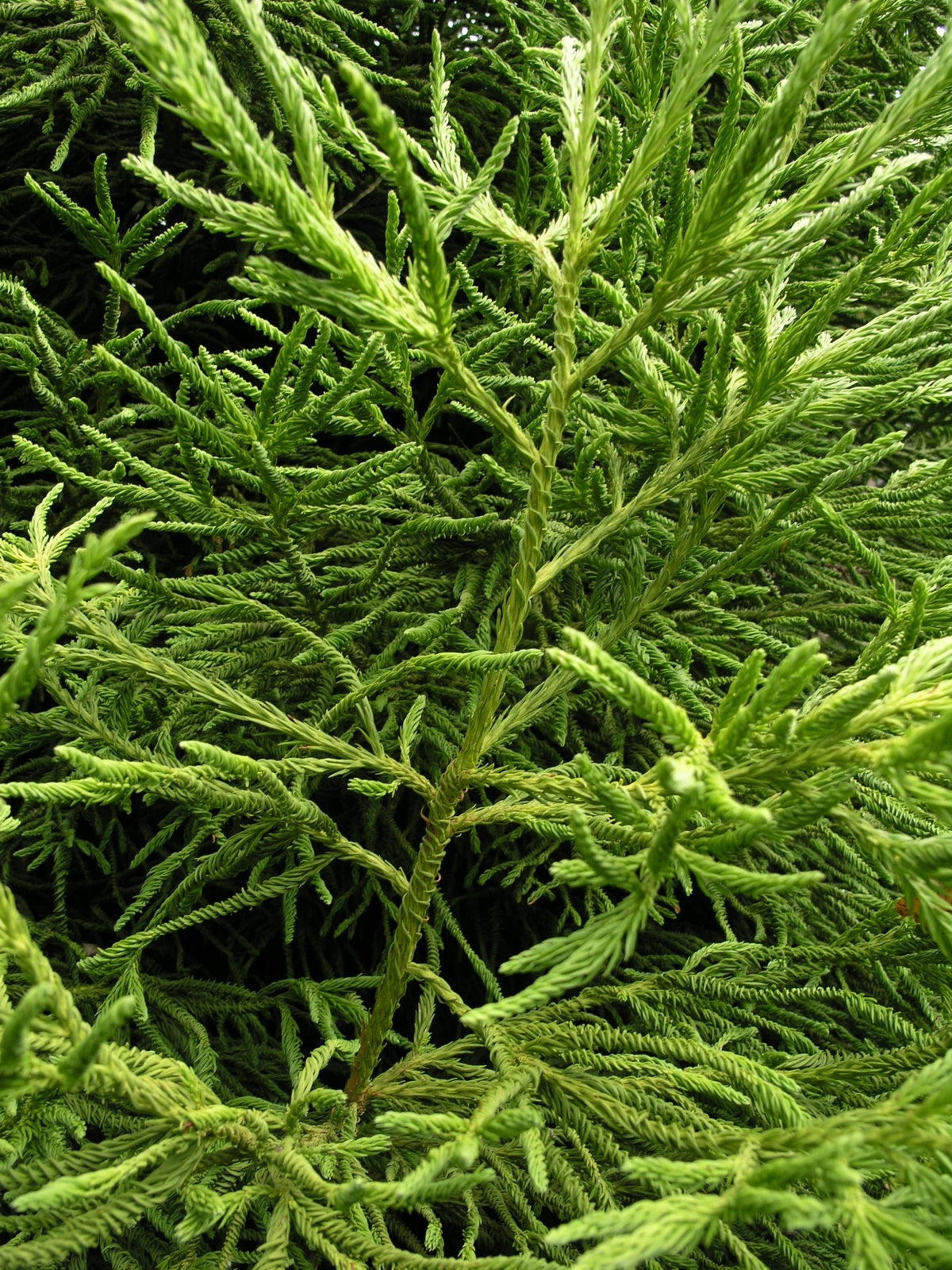 Cryptomeria japonica 'Spiralis'