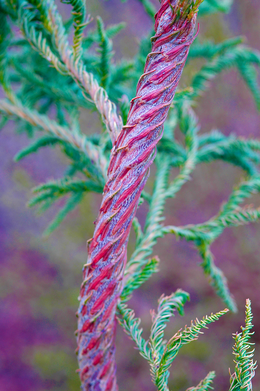 Cryptomeria japonica 'Spiralis'