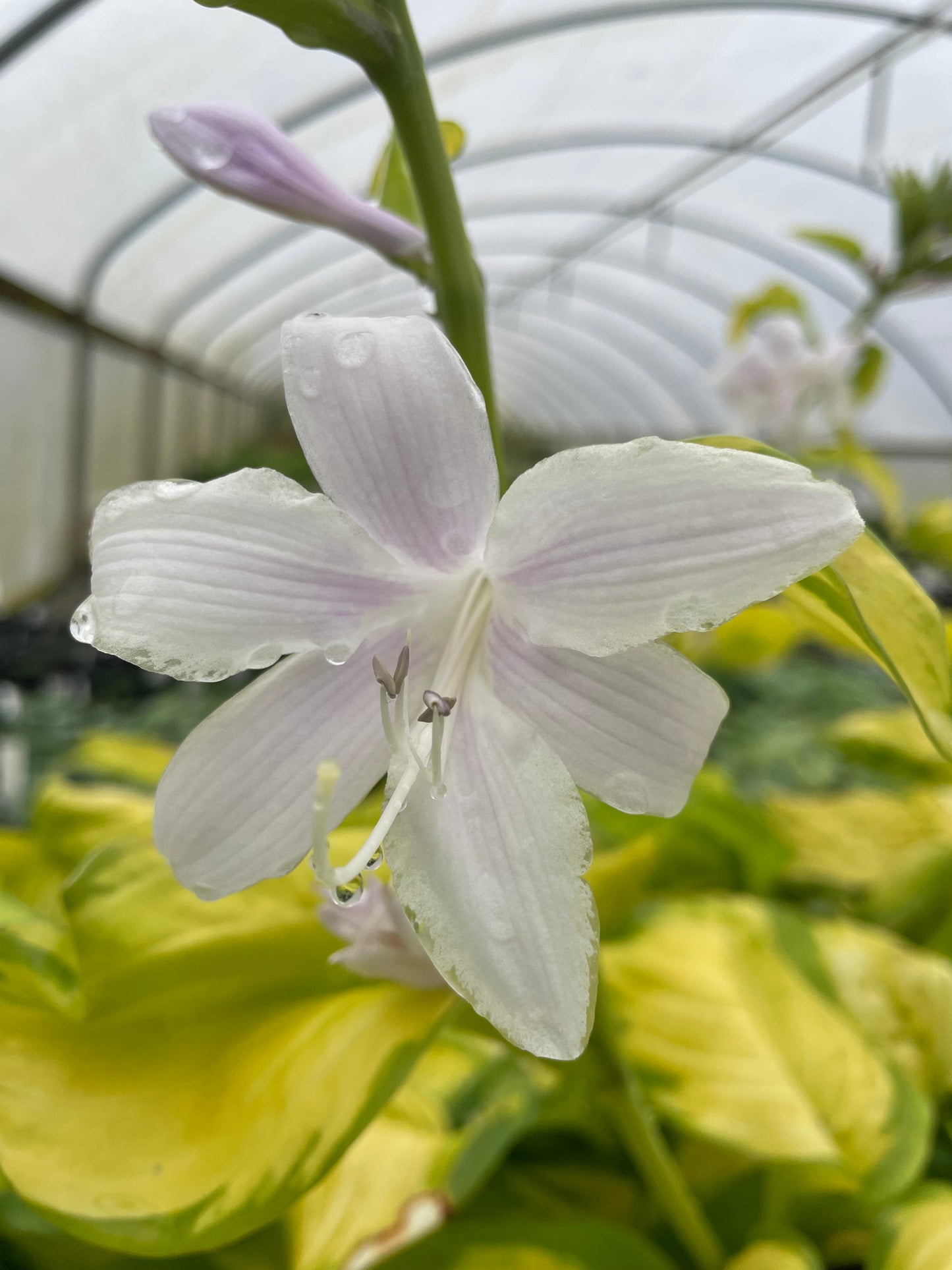 Hosta 'Stained Glass'