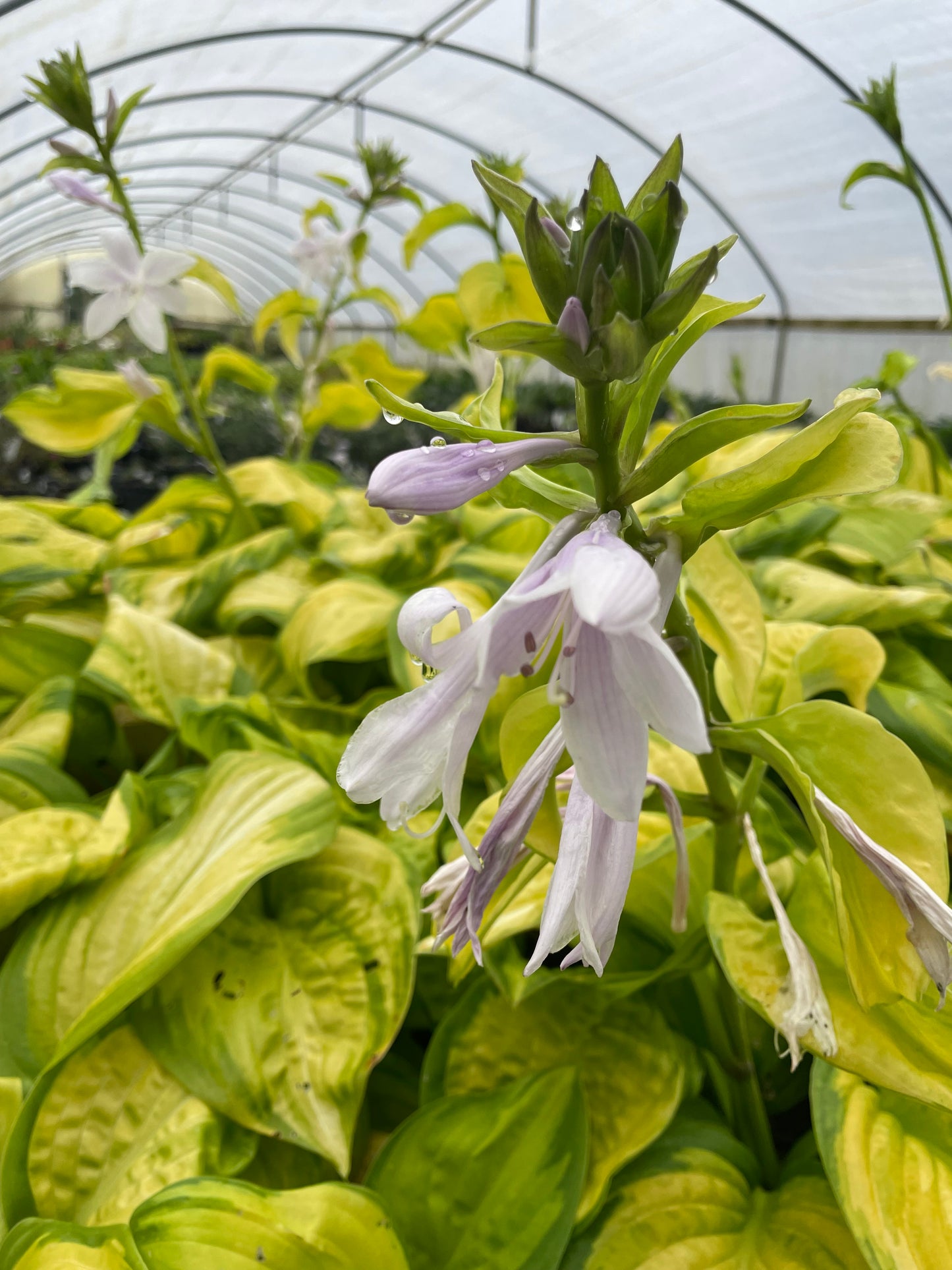 Hosta 'Stained Glass'