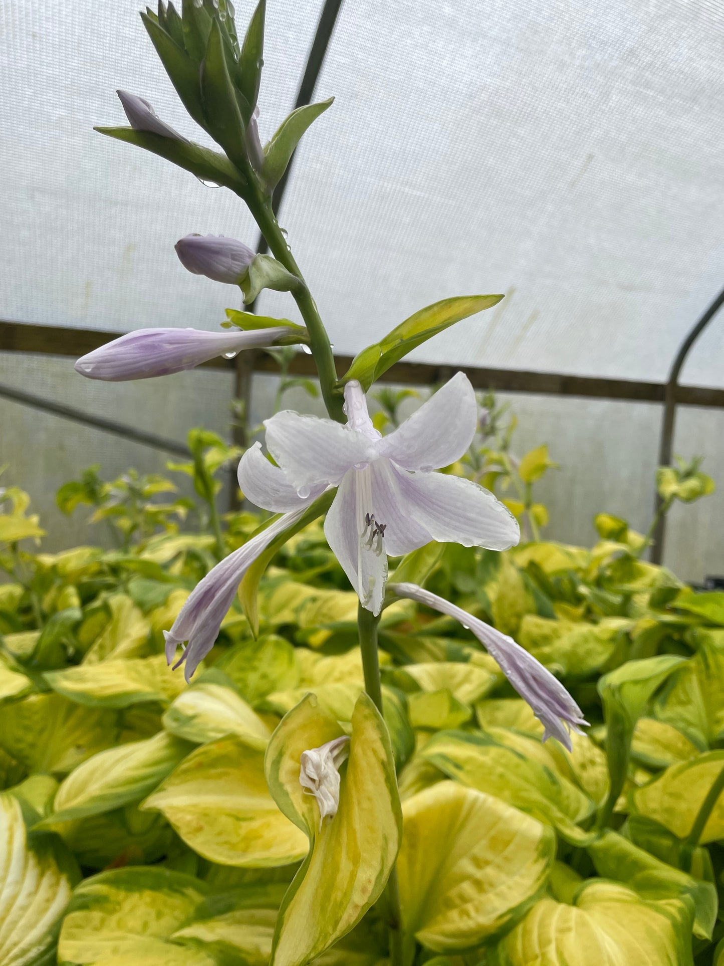 Hosta 'Stained Glass'