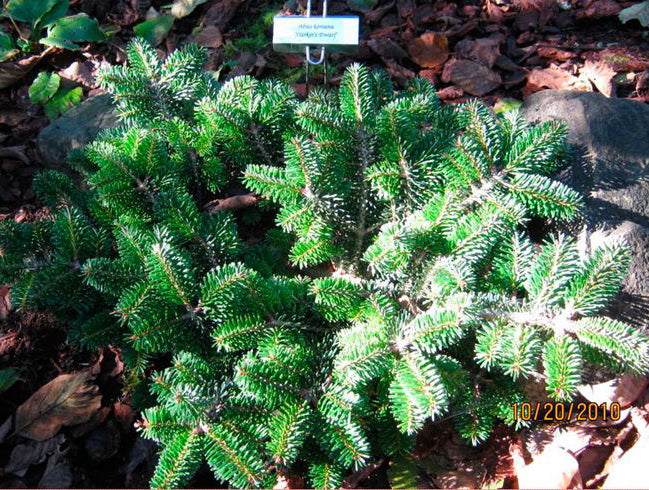 Abies koreana 'Starker's Dwarf'
