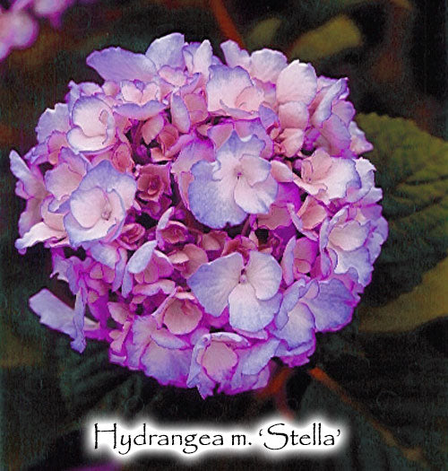 Hydrangea m. 'Stella'