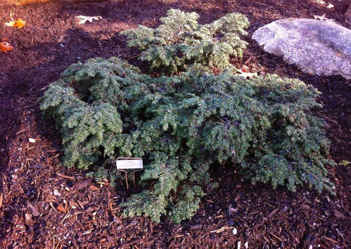 Tsuga canadensis 'Stockman's Dwarf'