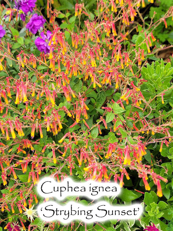 Cuphea ignea 'Strybing Sunset'