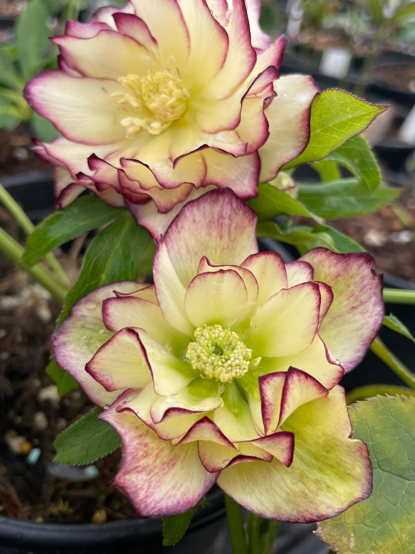 Helleborus x hybridus Winter Jewels series 'Sun Flare'