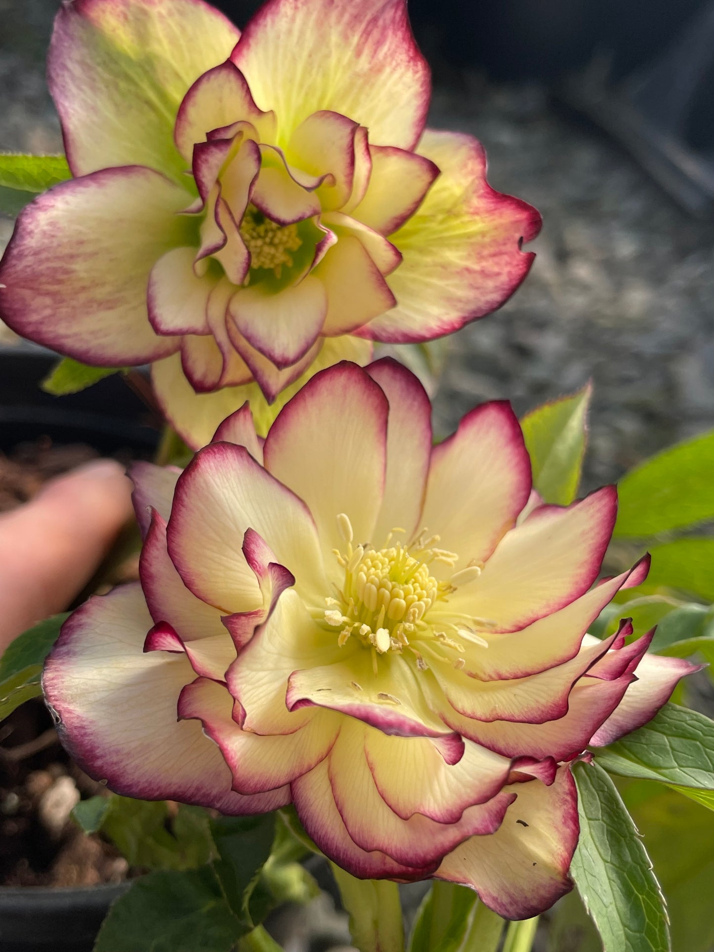 Helleborus x hybridus Winter Jewels series 'Sun Flare'