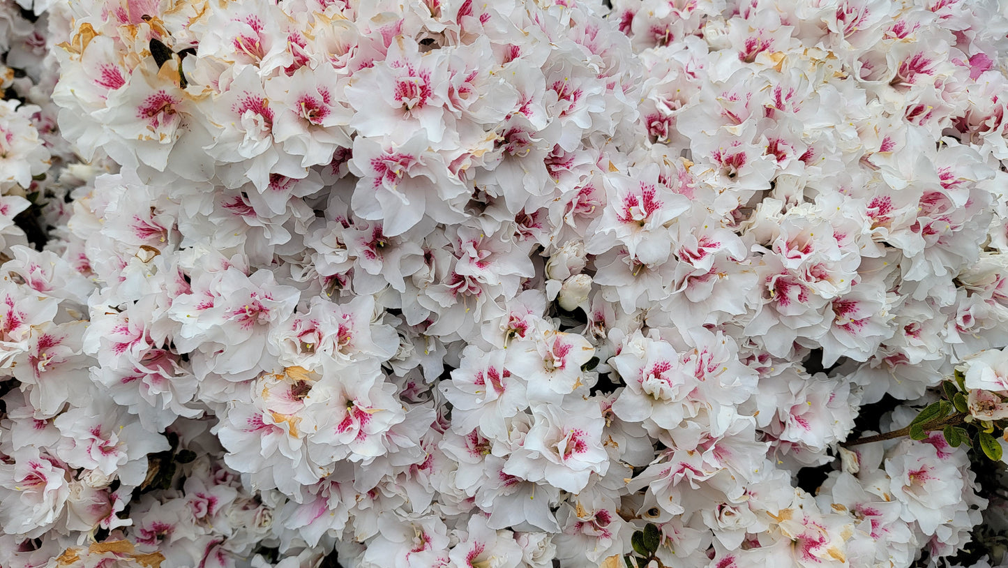 Satsuki azalea 'Johga'