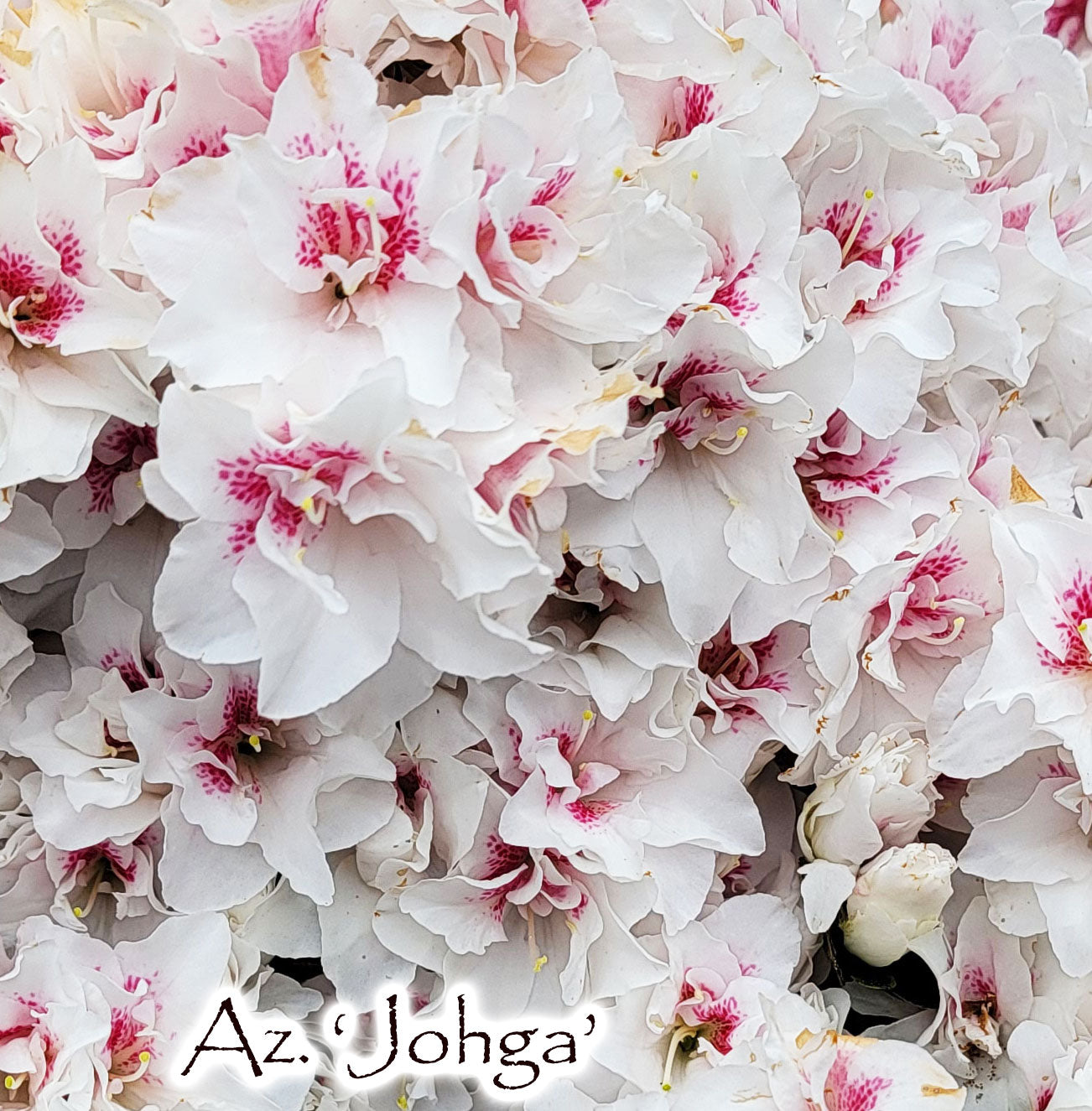 Satsuki azalea 'Johga' – Singing Tree Gardens Nursery