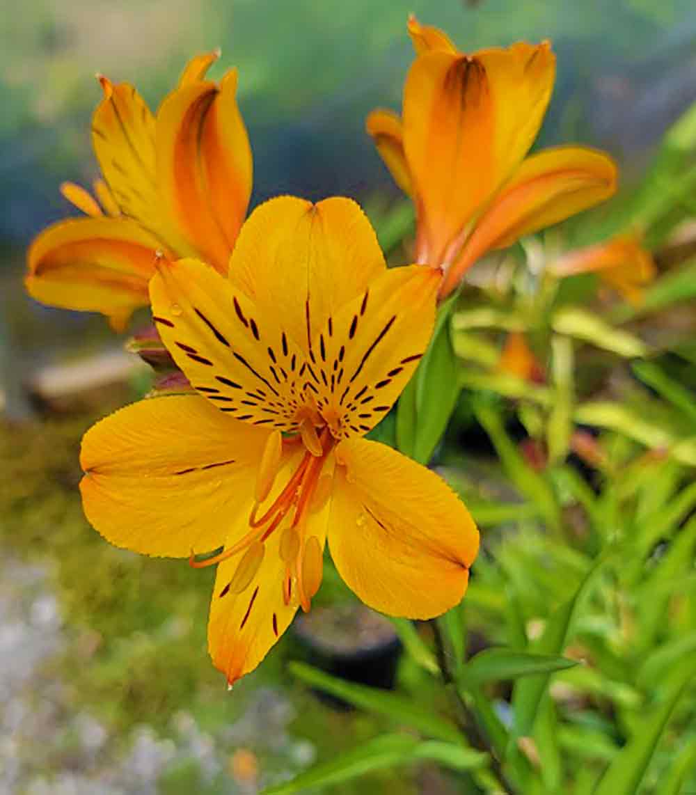 Alstroemeria 'Sussex Gold'