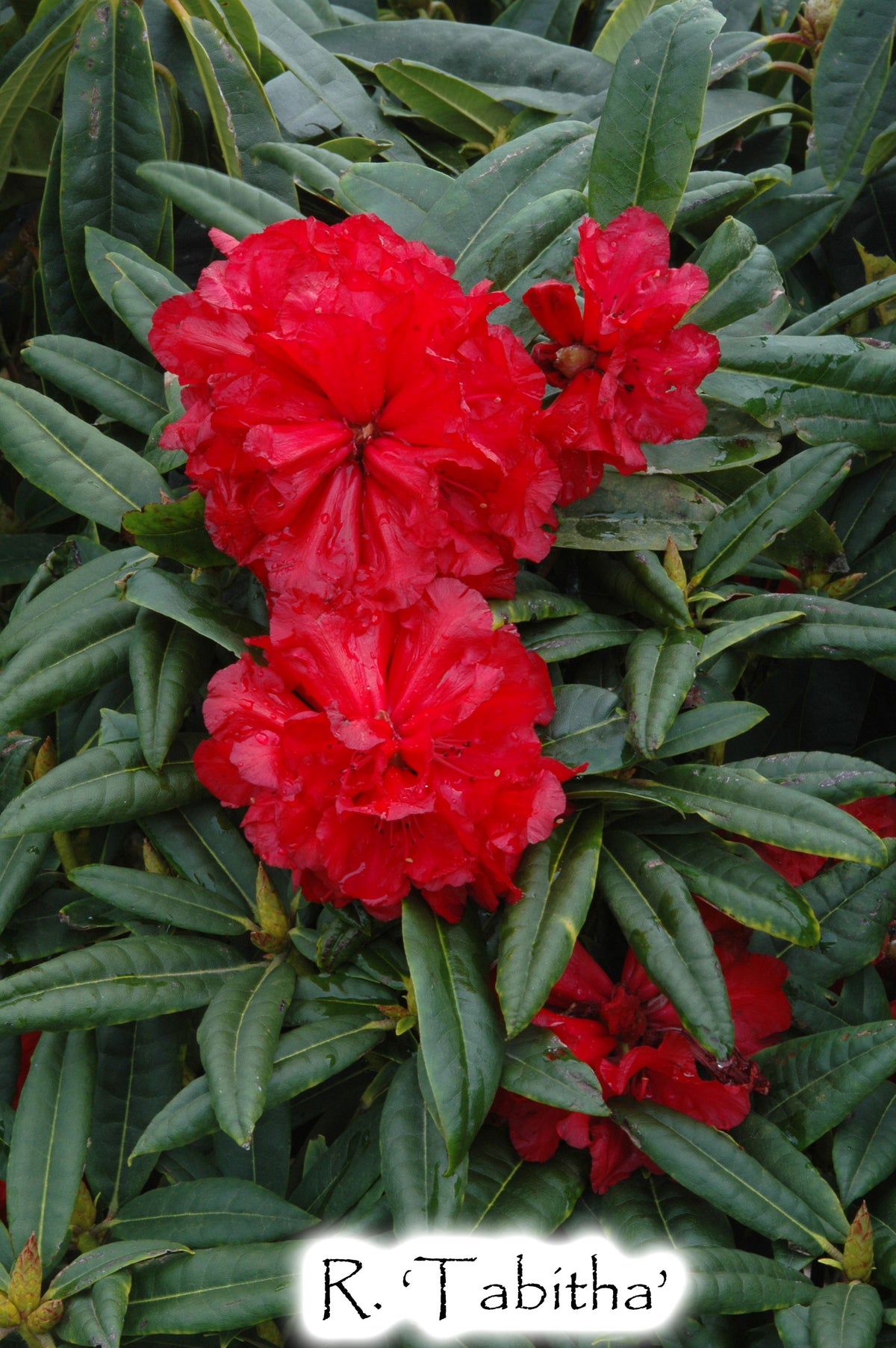 R. 'Tabitha'