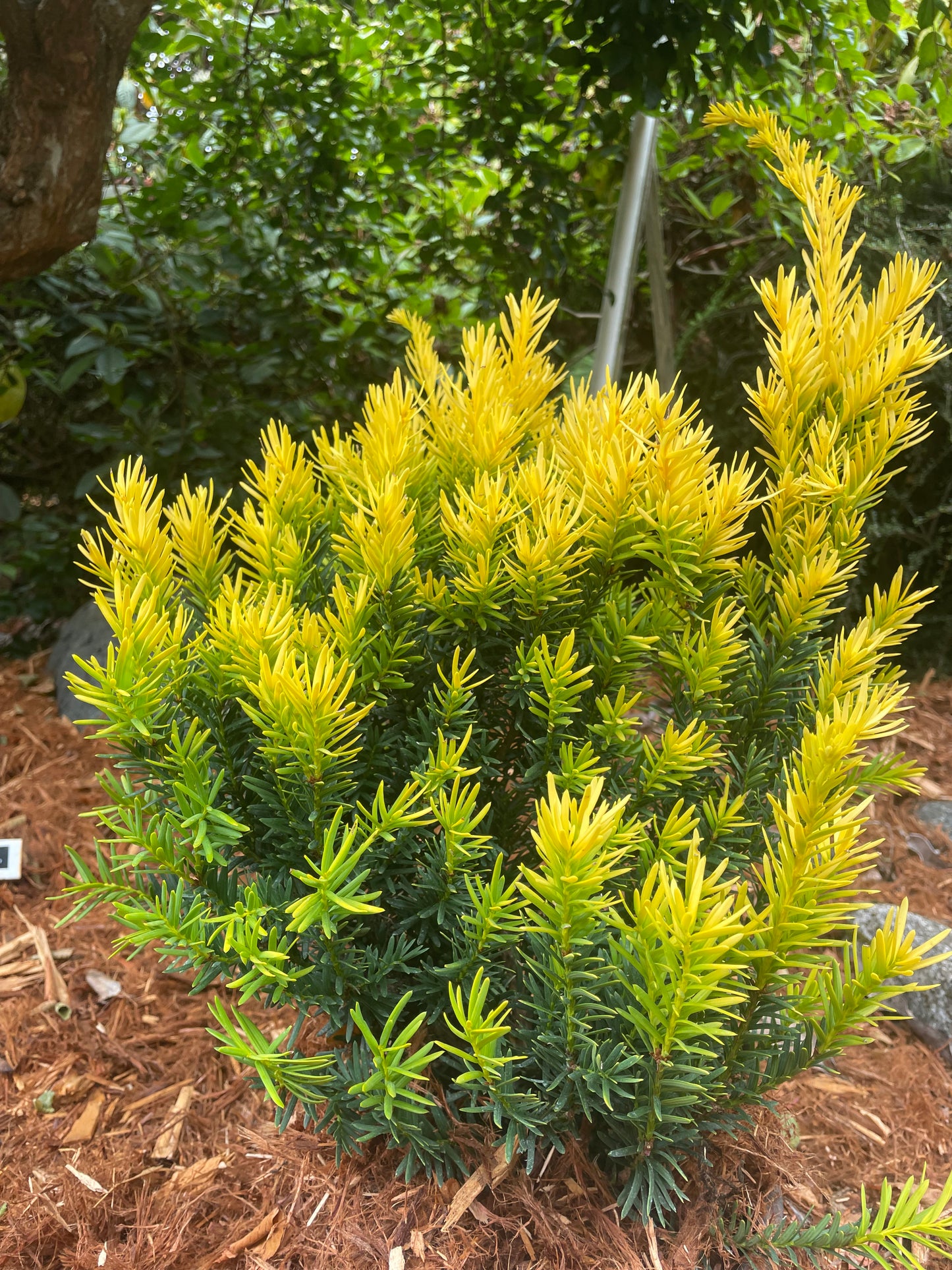 Taxus cuspidata 'Rezek's Gold'