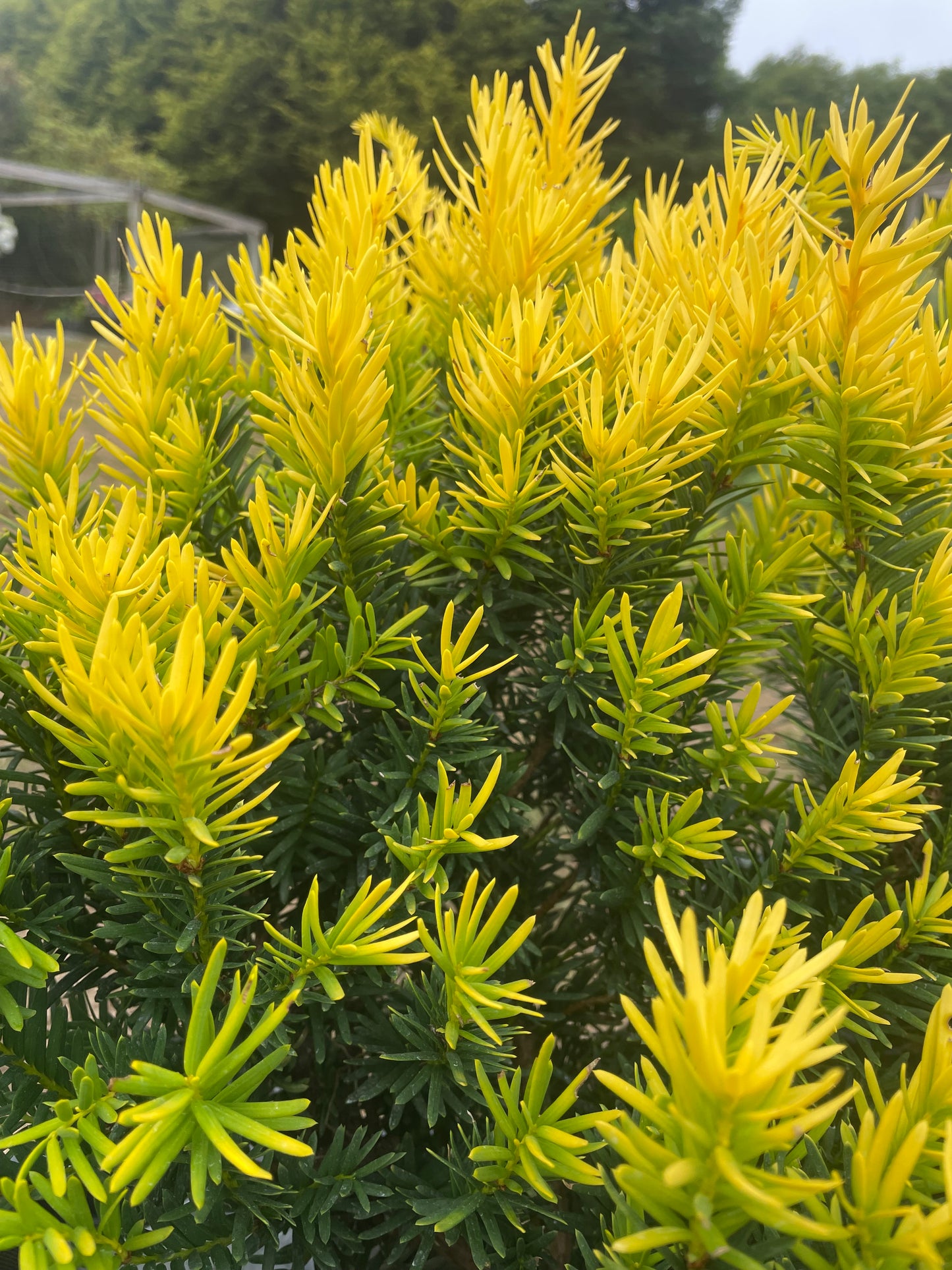 Taxus cuspidata 'Rezek's Gold'