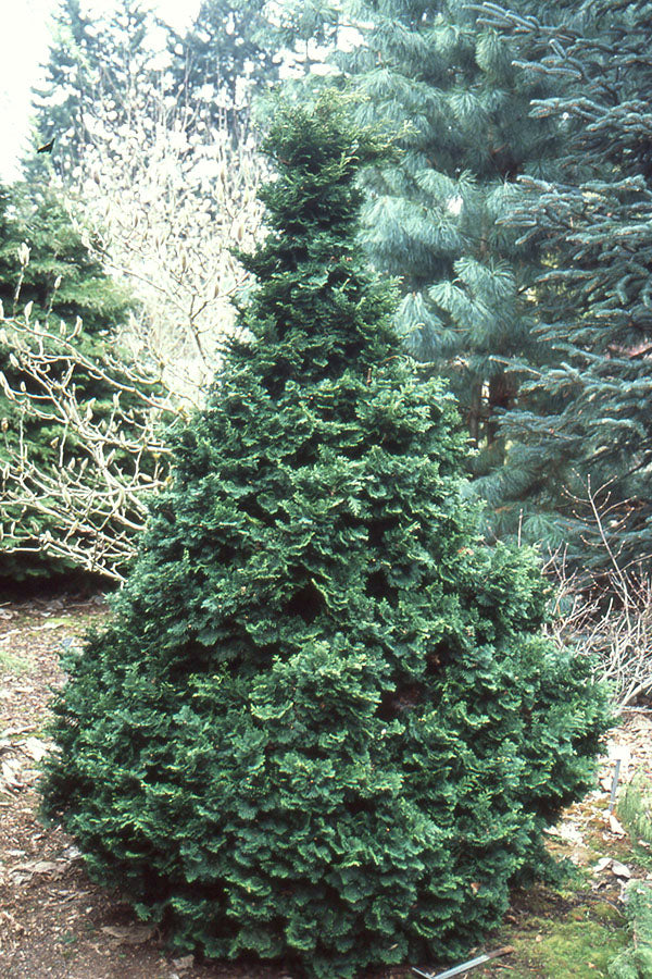 Chamaecyparis obtusa 'Tempelhof'