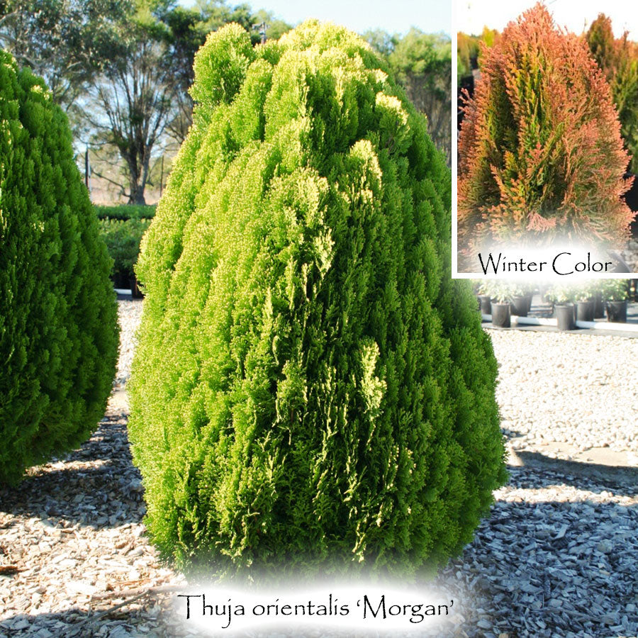 Thuja orientalis 'Morgan'