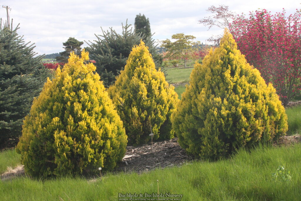 Thuja orientalis 'Weedom'