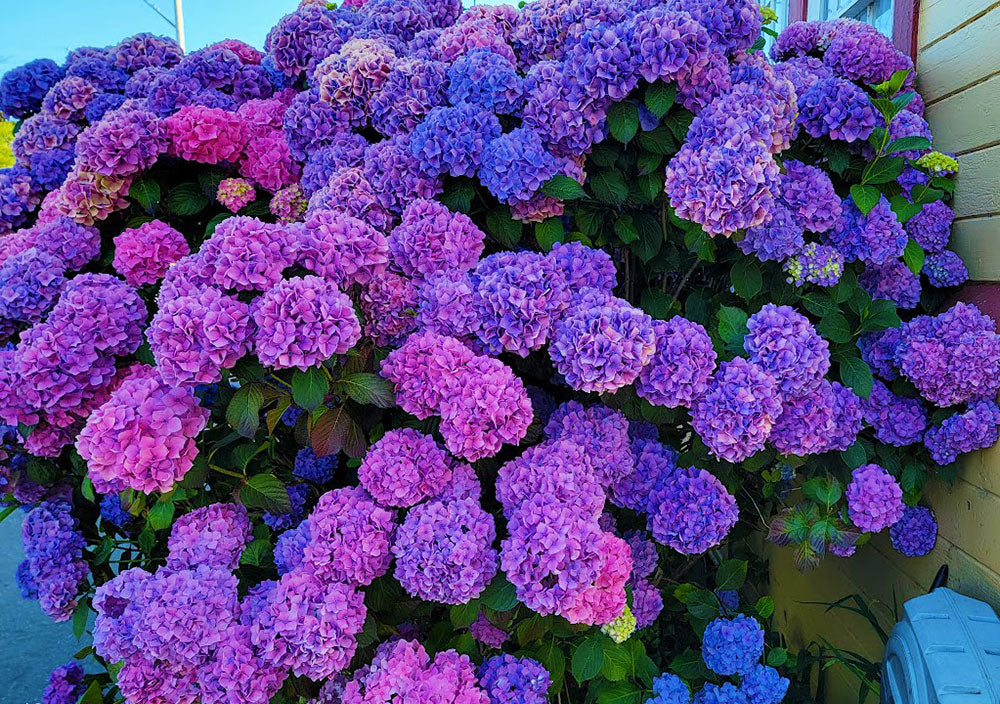 Hydrangea m. 'Ticino'