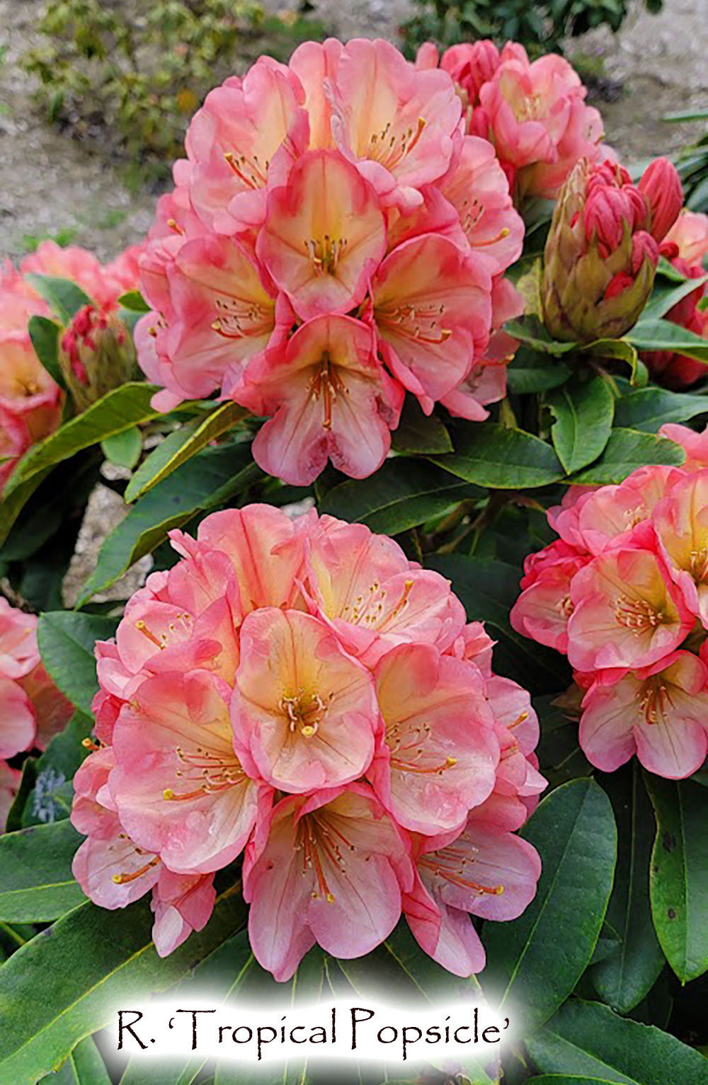 R. 'Tropical Popsicle'