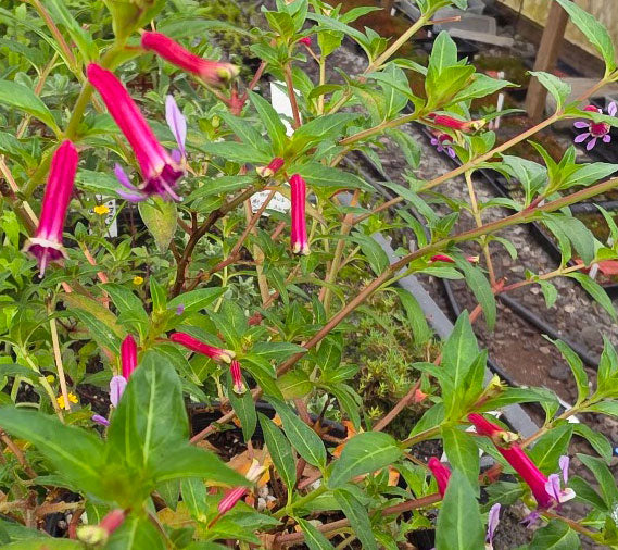 Cuphea ignea 'Twinkle Pink'
