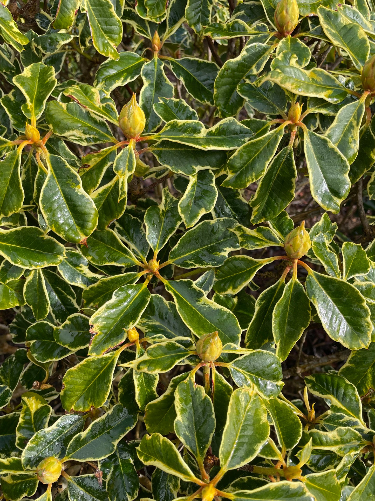 R. 'Unique' variegated form