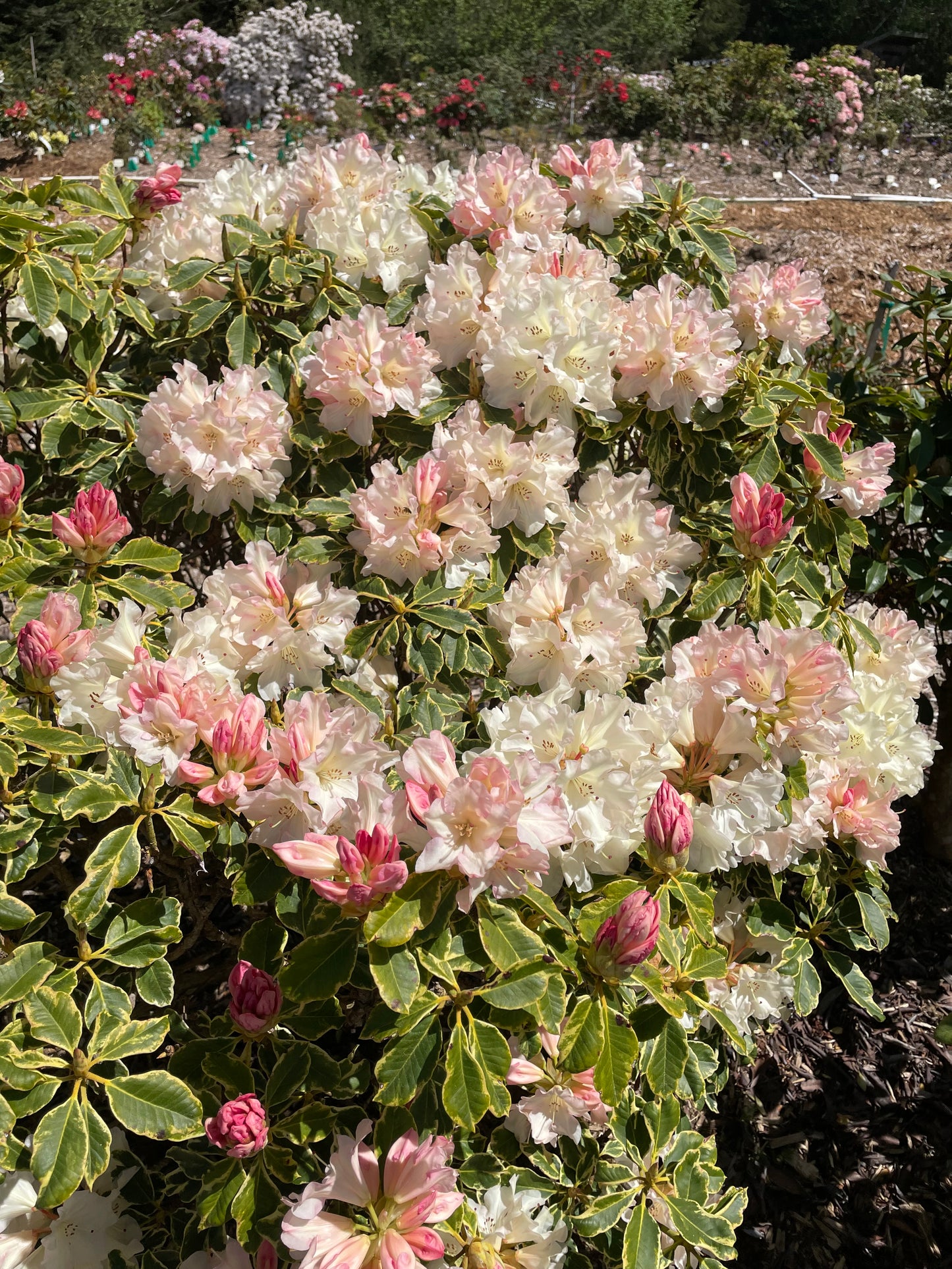 R. 'Unique' variegated form