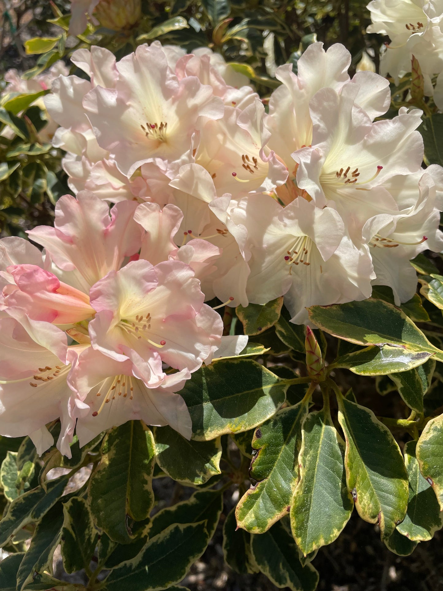R. 'Unique' variegated form