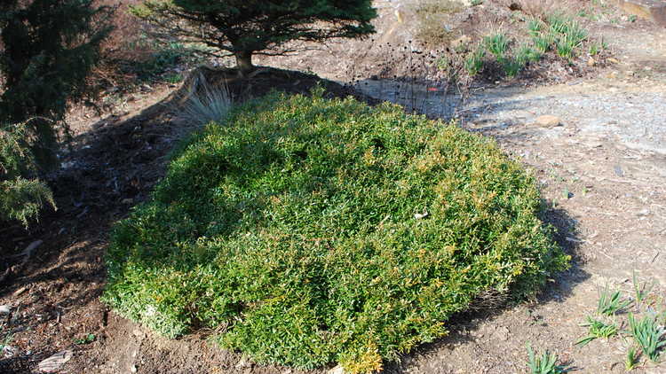 Buxus sempervirens 'Unraveled'