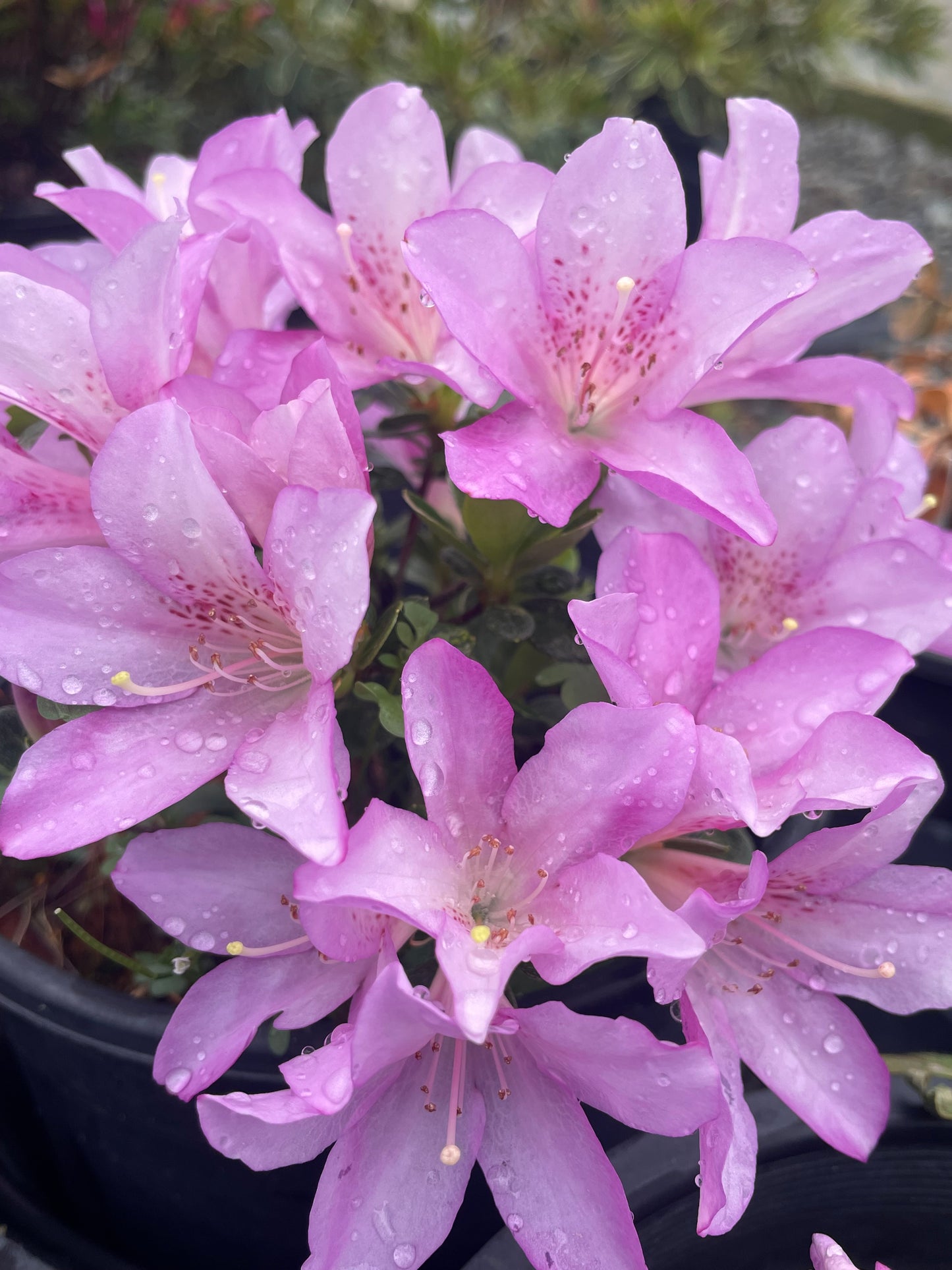 Az. 'Valo'