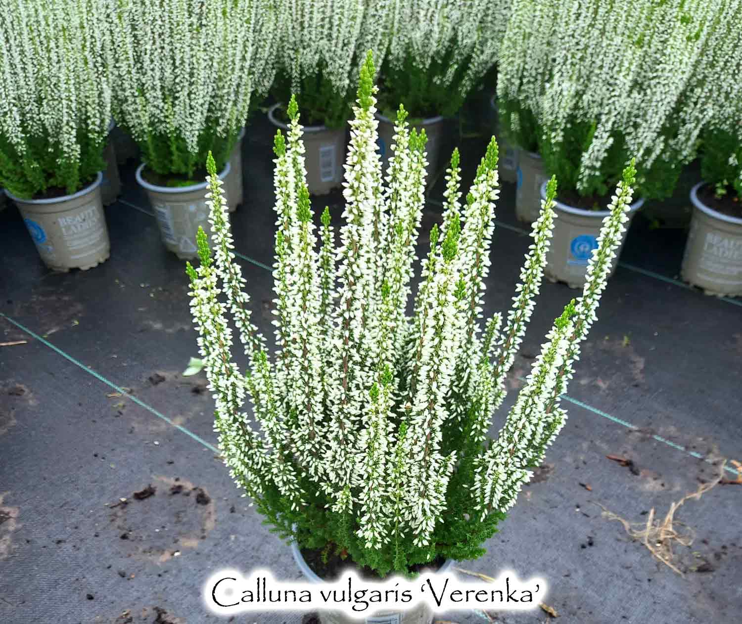 Calluna vulgaris 'Verenka'