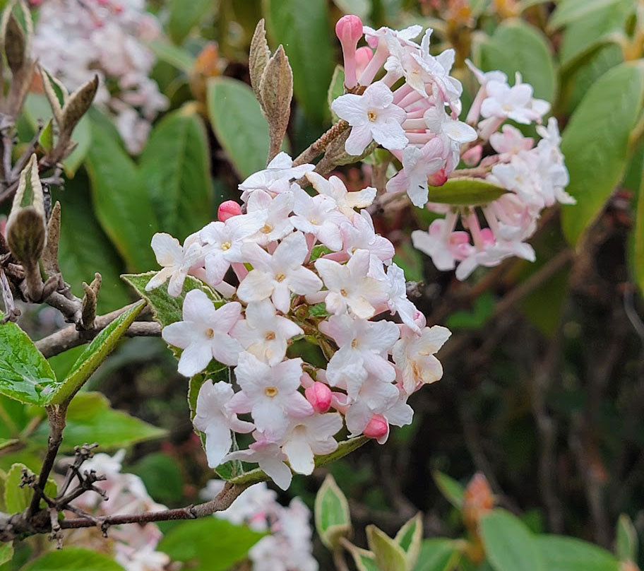 Viburnum x juddii - Judd's viburnum