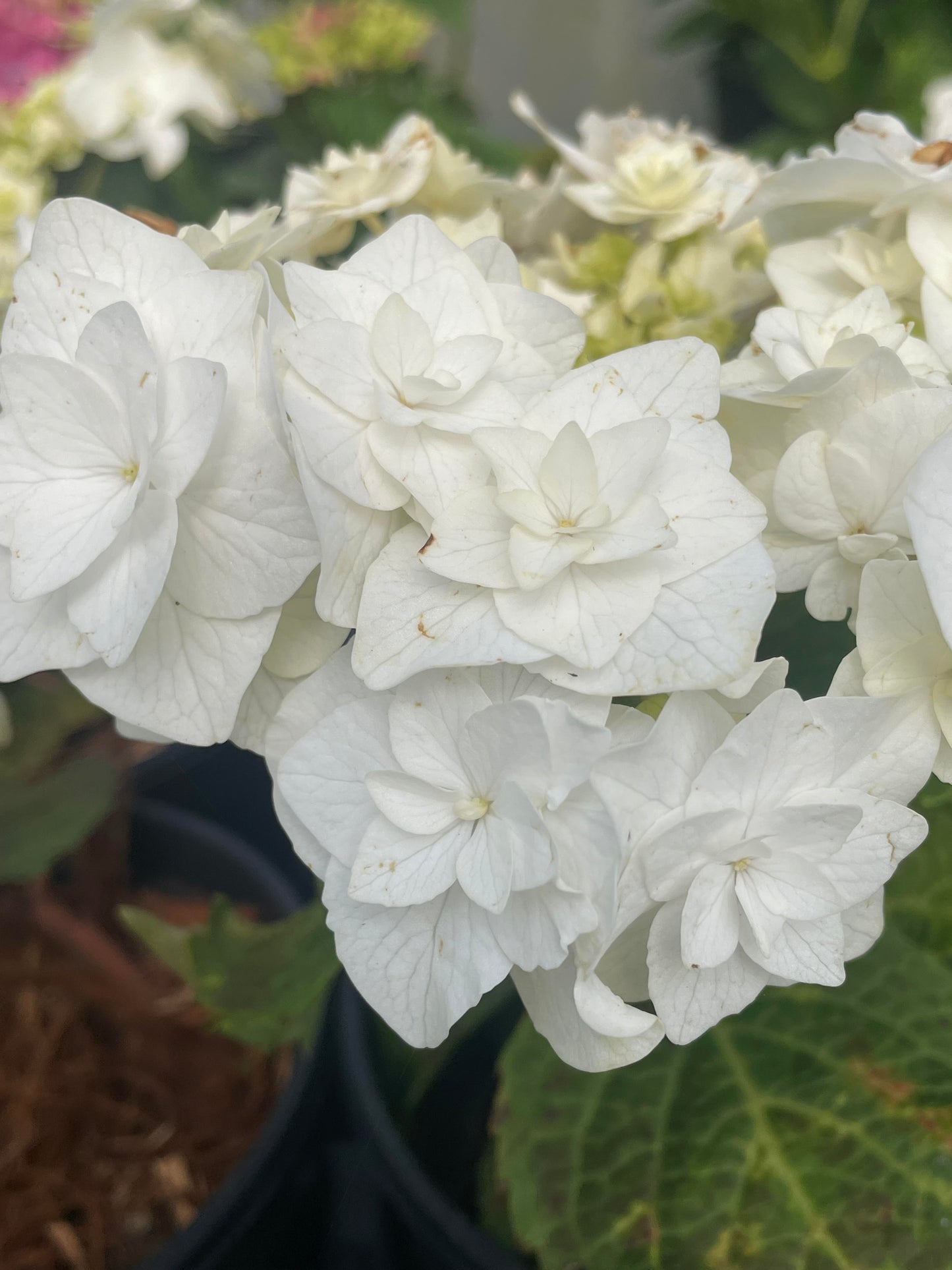 Hydrangea macrophylla 'Double Delights Wedding Gown'