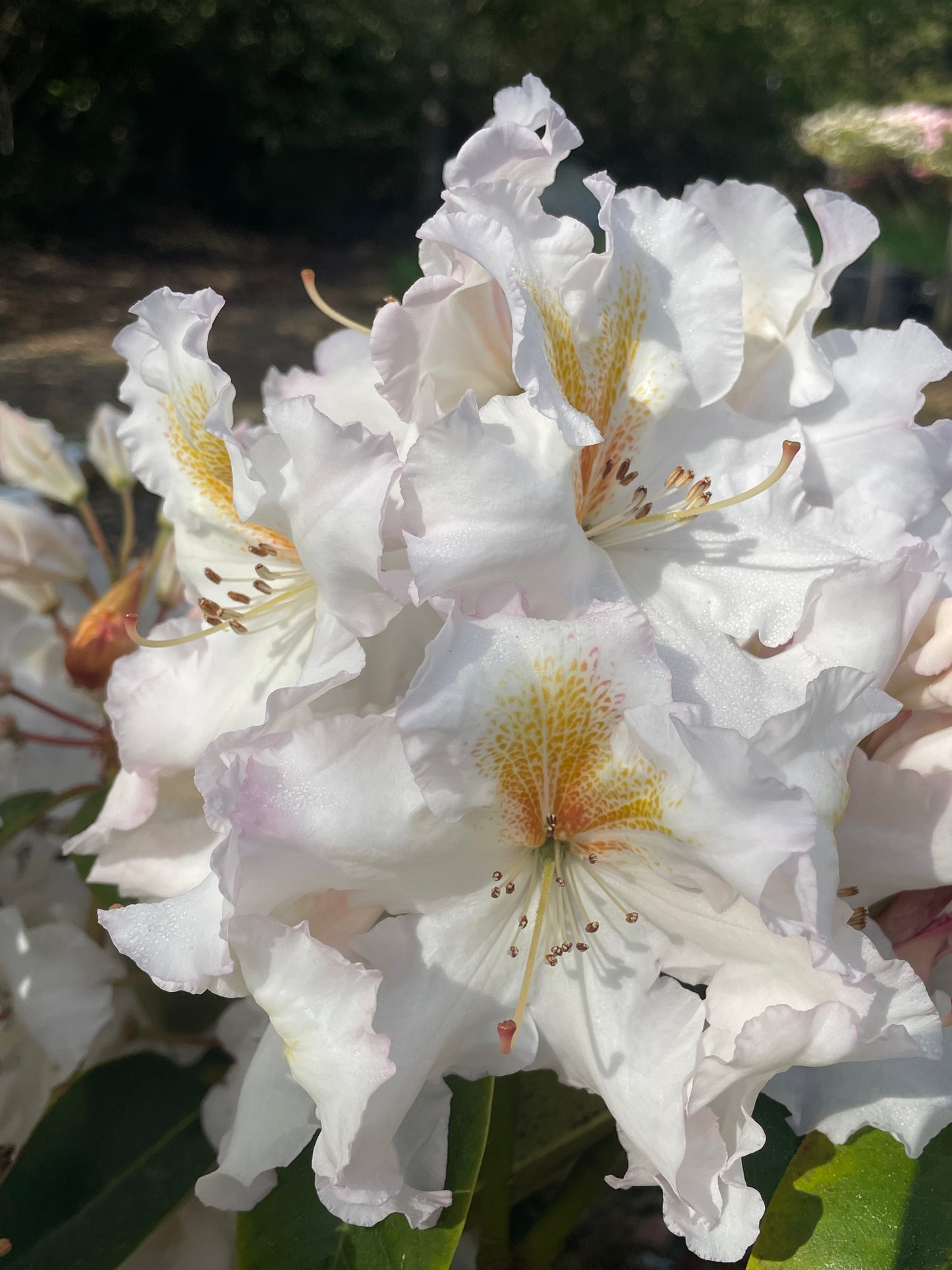 R. 'White Gold'