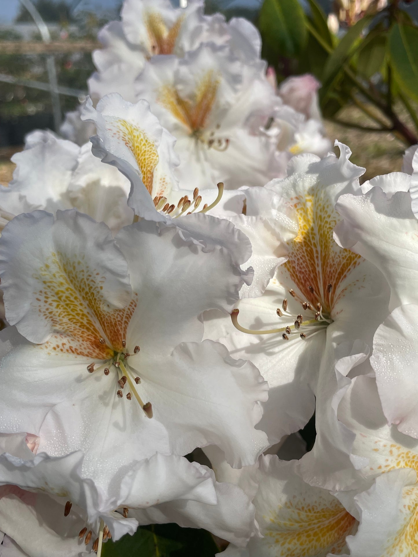 R. 'White Gold'