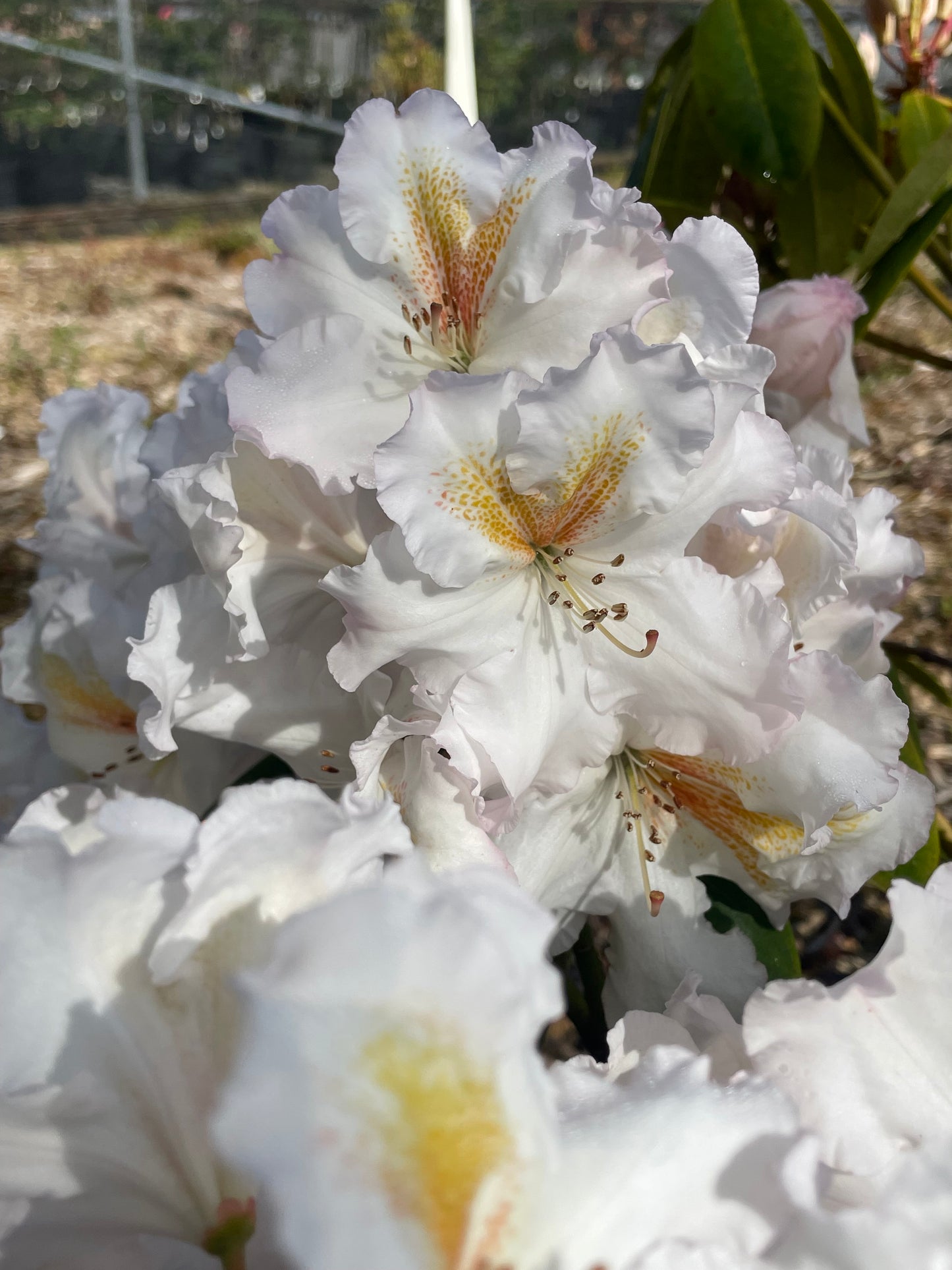 R. 'White Gold'