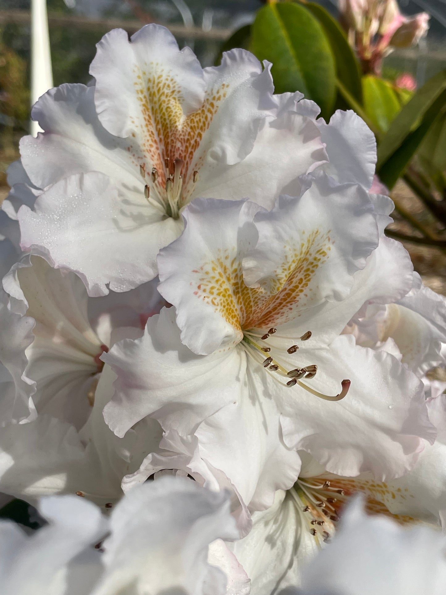 R. 'White Gold'