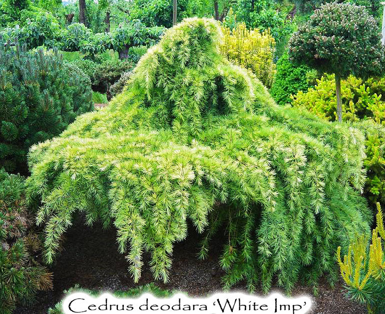 Cedrus deodara 'White Imp'