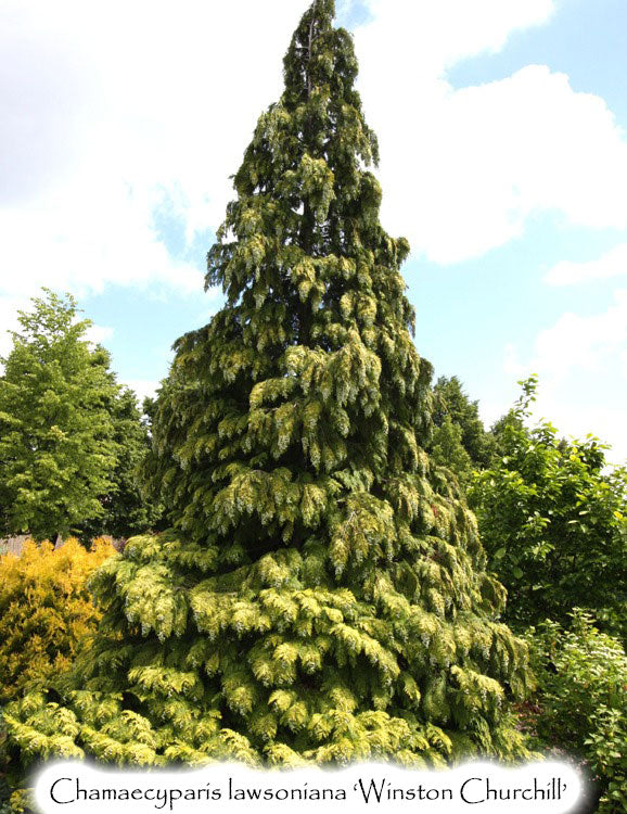 Chamaecyparis lawsoniana 'Winston Churchill'