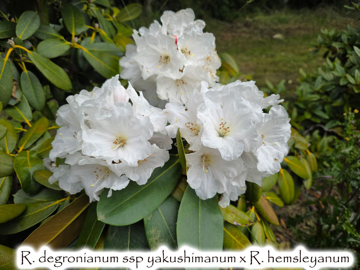 R. degronianum ssp. yakushimanum x R. hemsleyanum