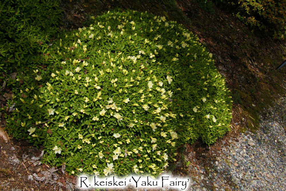 R. 'Yaku Fairy'