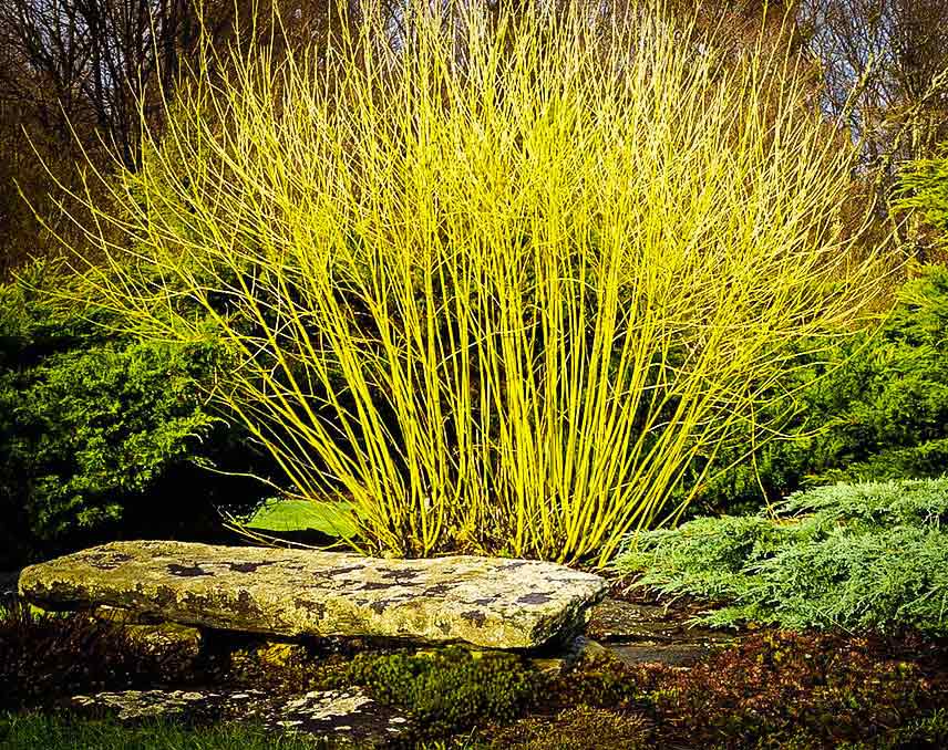 Flaviramea - Yellow Twig Dogwood