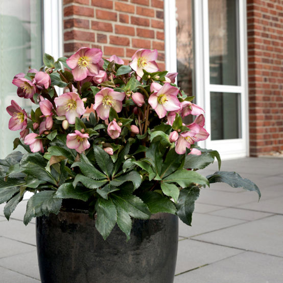Helleborus x glandorfensis 'HGC Ice n Roses Rose'