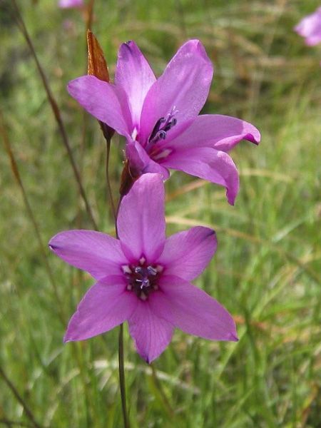 Dierama trichorhizum - Dwarf Angel's Fishing Rod