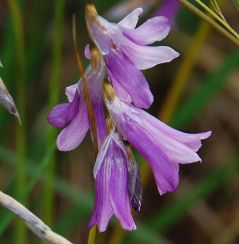 Dierama trichorhizum - Dwarf Angel's Fishing Rod