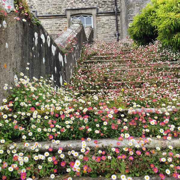 Erigeron karvinskianus - Mexican Daisy
