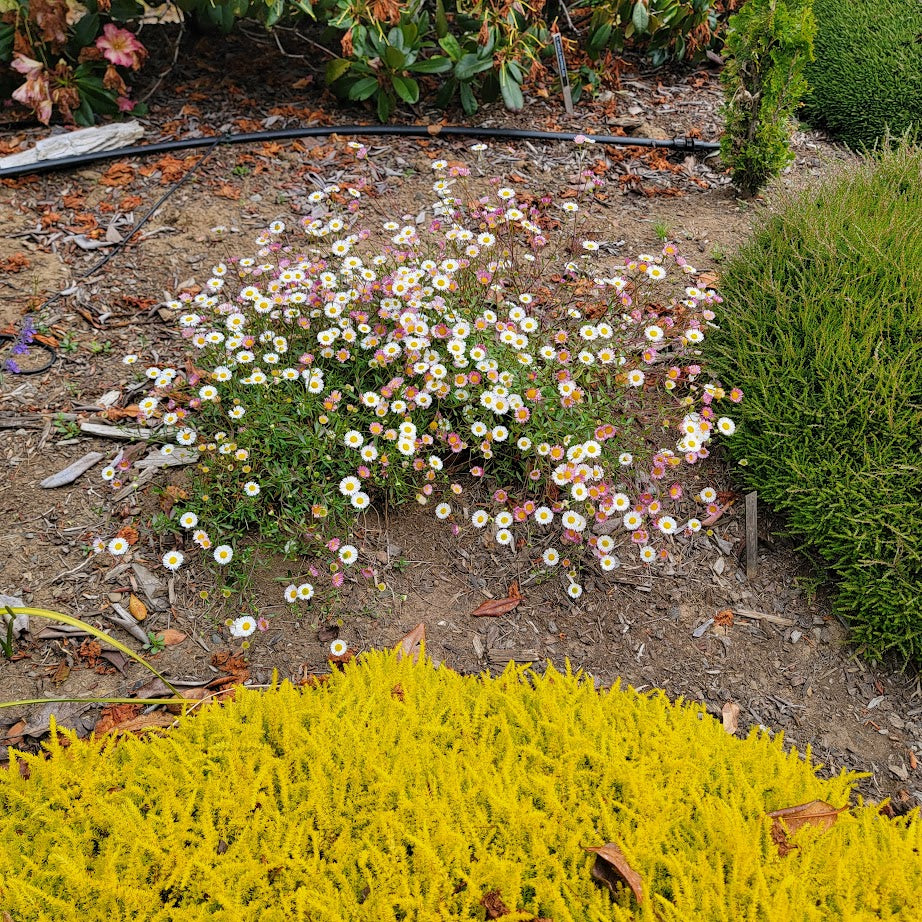 Erigeron karvinskianus - Mexican Daisy